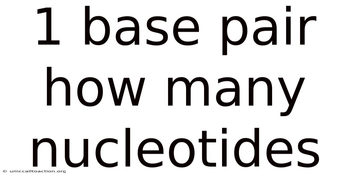 1 Base Pair How Many Nucleotides