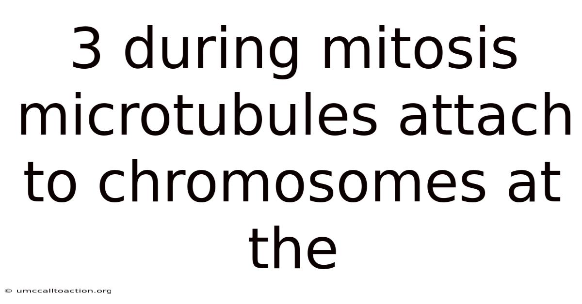 3 During Mitosis Microtubules Attach To Chromosomes At The