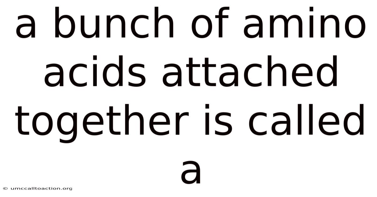 A Bunch Of Amino Acids Attached Together Is Called A