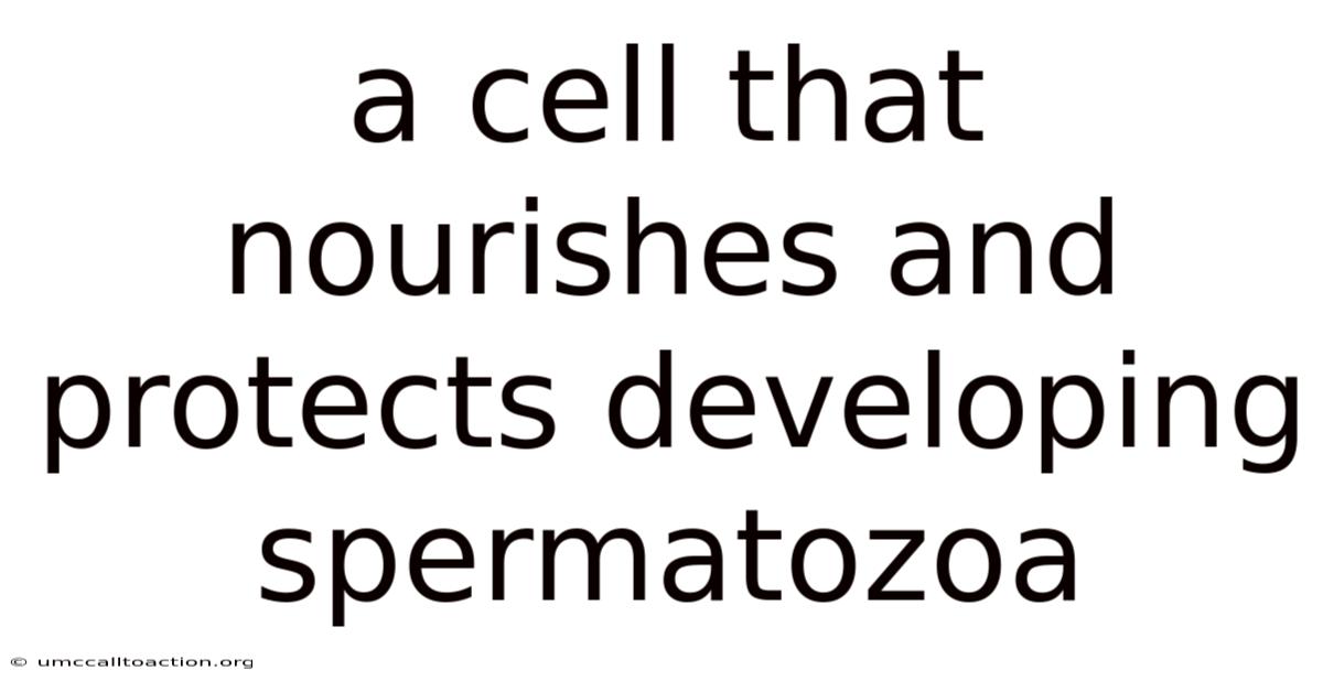 A Cell That Nourishes And Protects Developing Spermatozoa