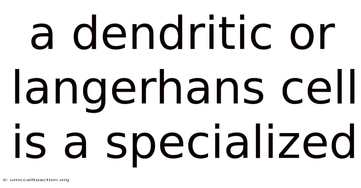 A Dendritic Or Langerhans Cell Is A Specialized