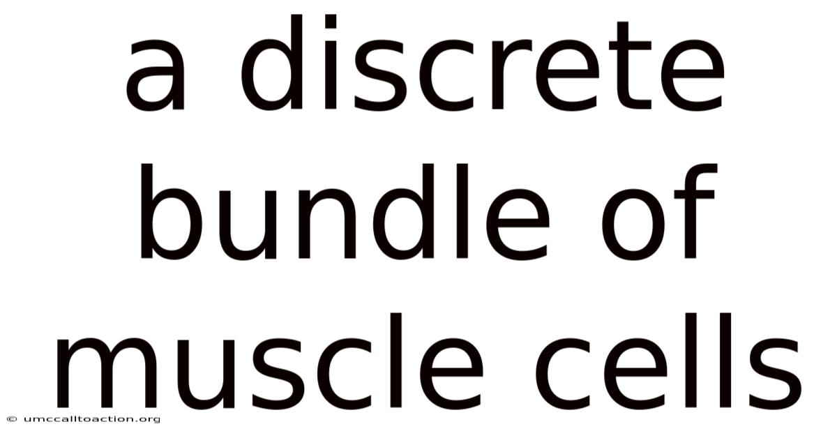 A Discrete Bundle Of Muscle Cells