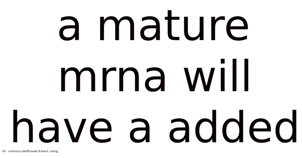 A Mature Mrna Will Have A Added