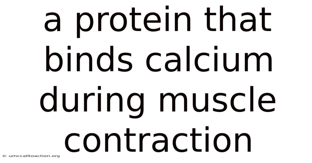 A Protein That Binds Calcium During Muscle Contraction