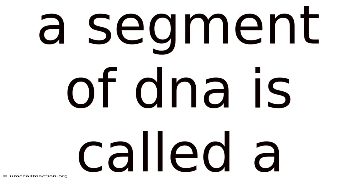 A Segment Of Dna Is Called A