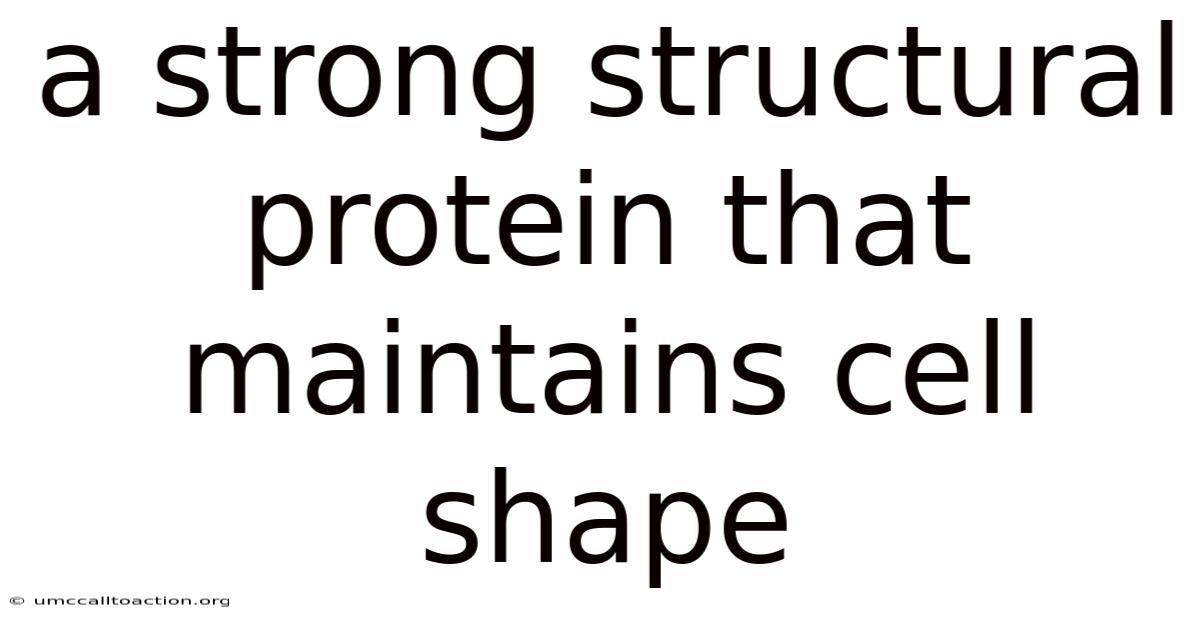 A Strong Structural Protein That Maintains Cell Shape