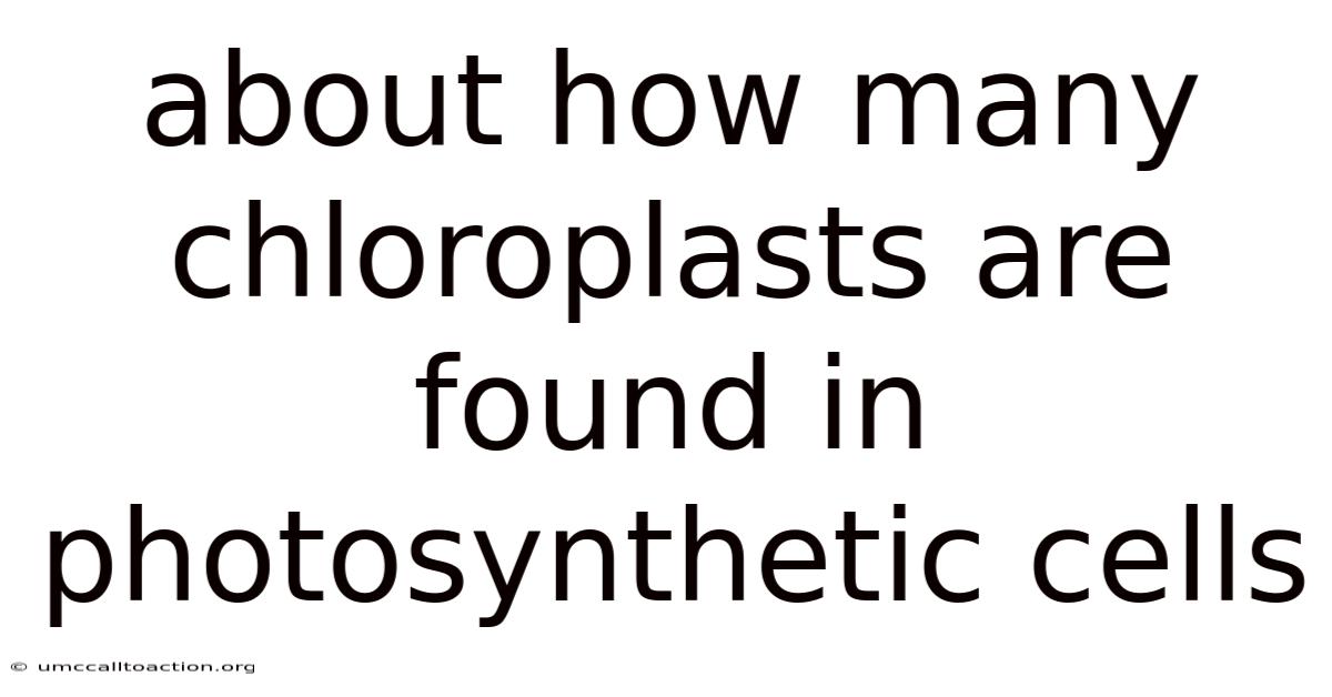 About How Many Chloroplasts Are Found In Photosynthetic Cells