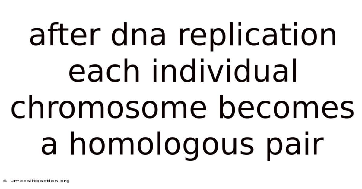 After Dna Replication Each Individual Chromosome Becomes A Homologous Pair