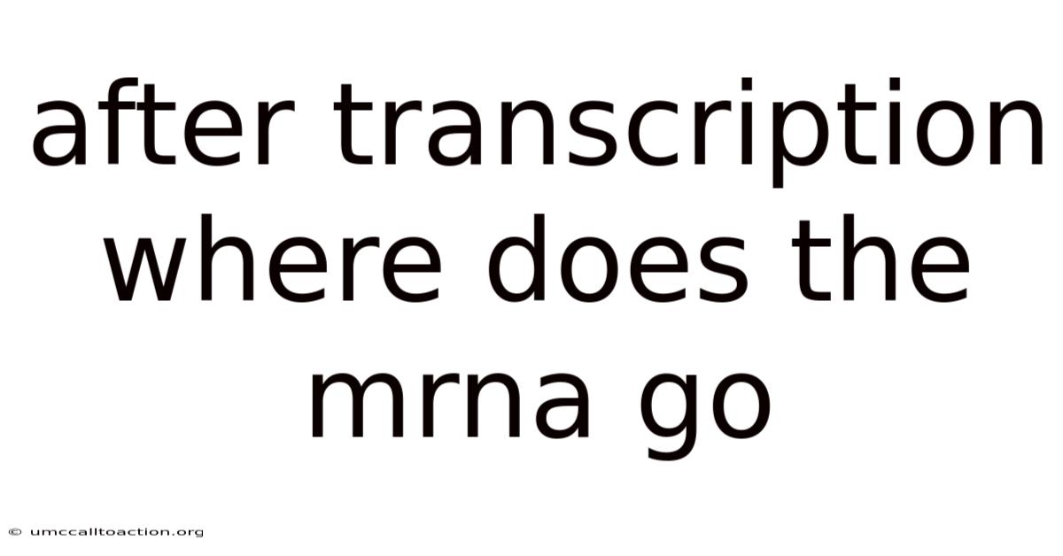 After Transcription Where Does The Mrna Go