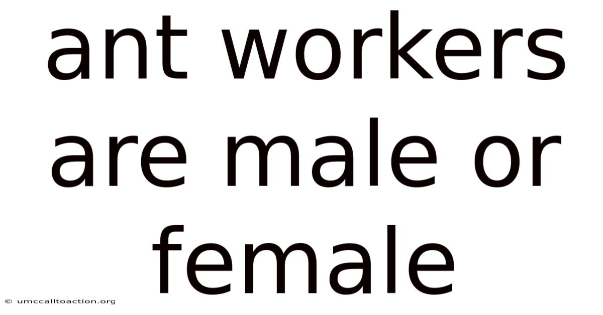 Ant Workers Are Male Or Female