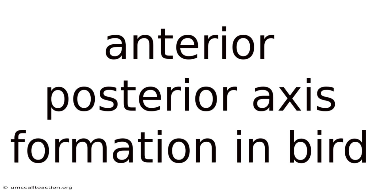 Anterior Posterior Axis Formation In Bird