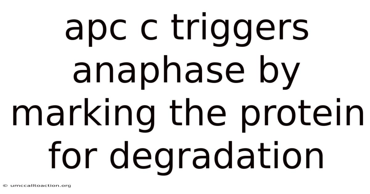 Apc C Triggers Anaphase By Marking The Protein For Degradation