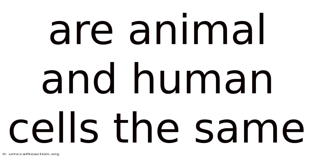 Are Animal And Human Cells The Same