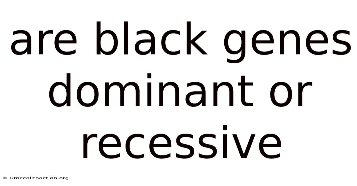 Are Black Genes Dominant Or Recessive