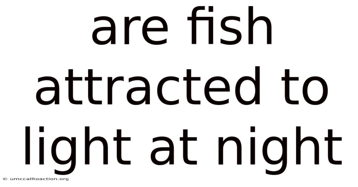 Are Fish Attracted To Light At Night
