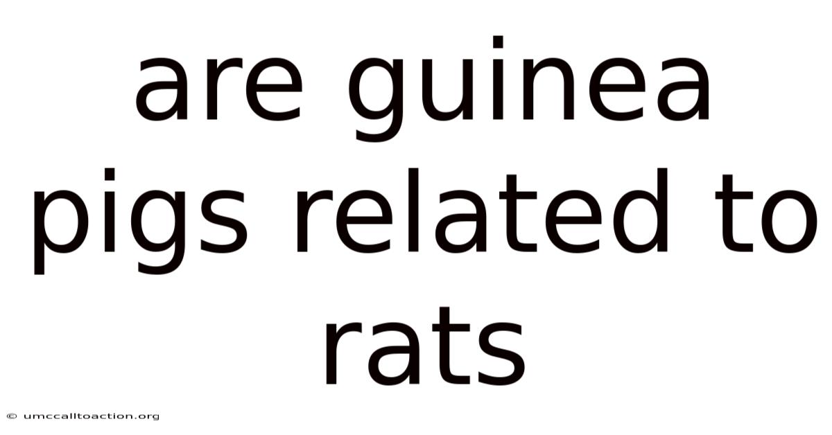 Are Guinea Pigs Related To Rats