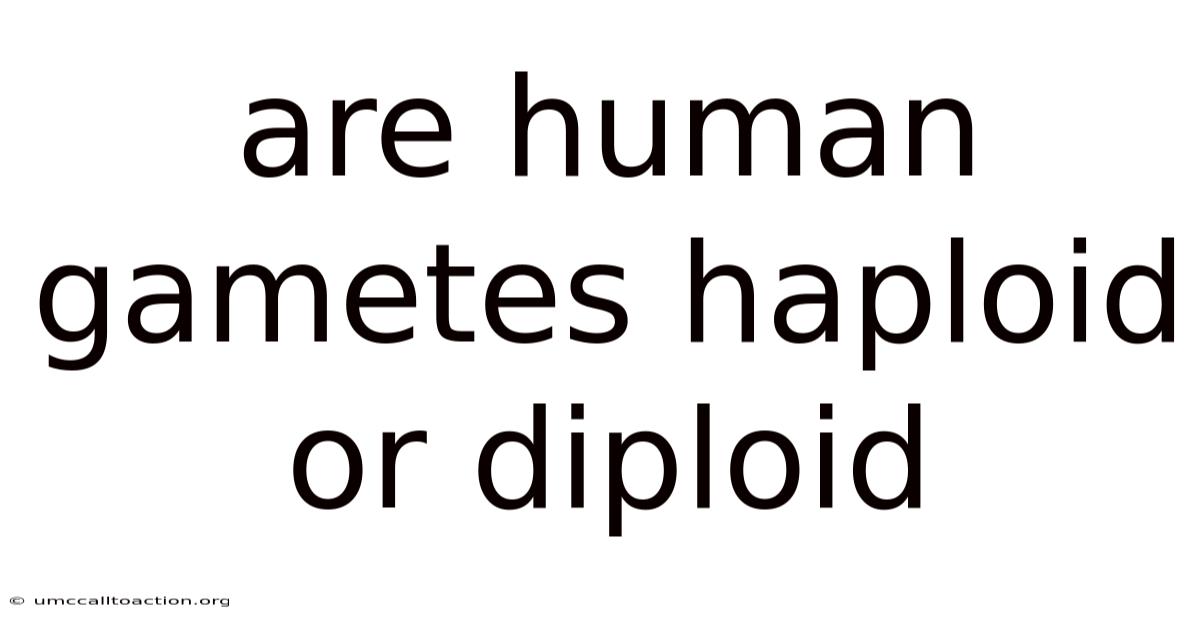 Are Human Gametes Haploid Or Diploid