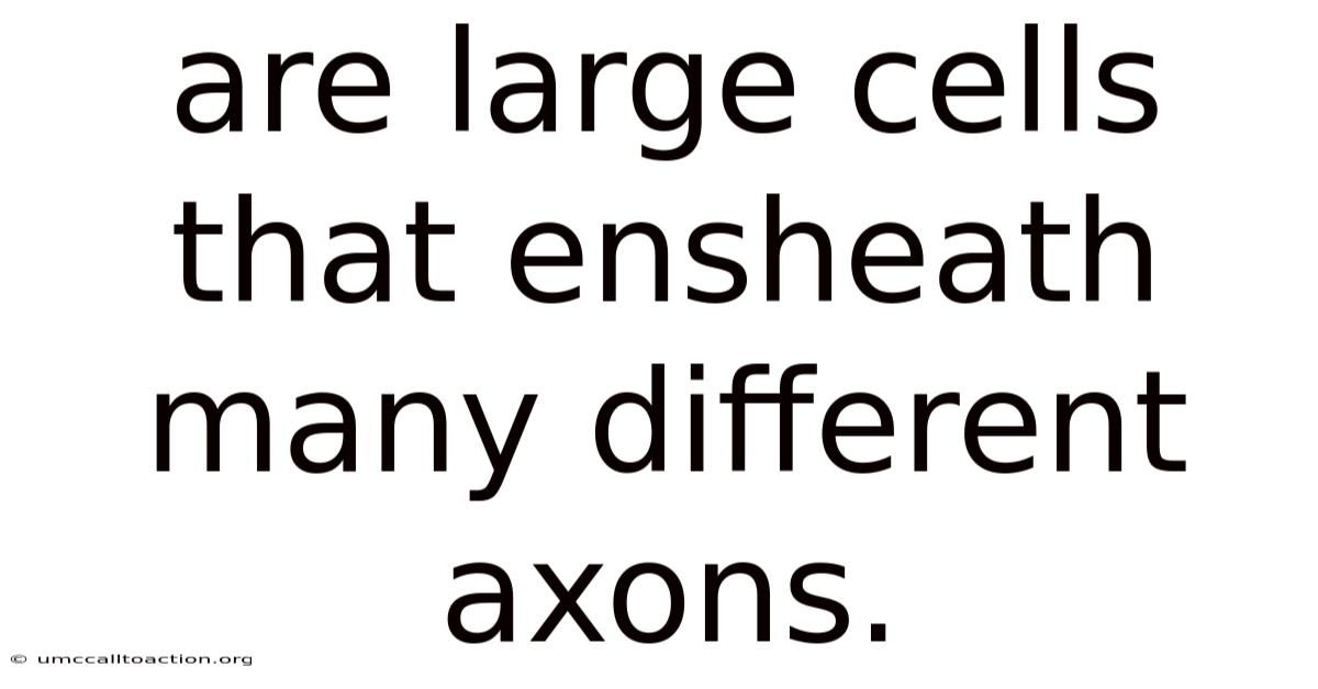 Are Large Cells That Ensheath Many Different Axons.