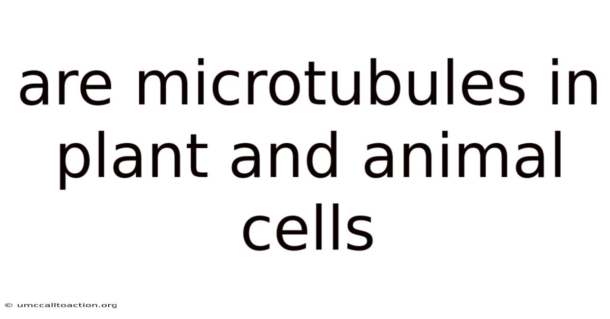 Are Microtubules In Plant And Animal Cells