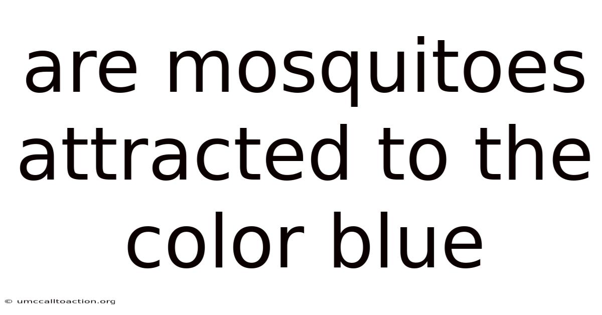 Are Mosquitoes Attracted To The Color Blue
