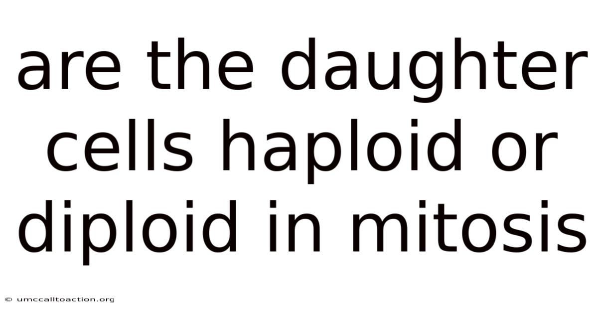 Are The Daughter Cells Haploid Or Diploid In Mitosis