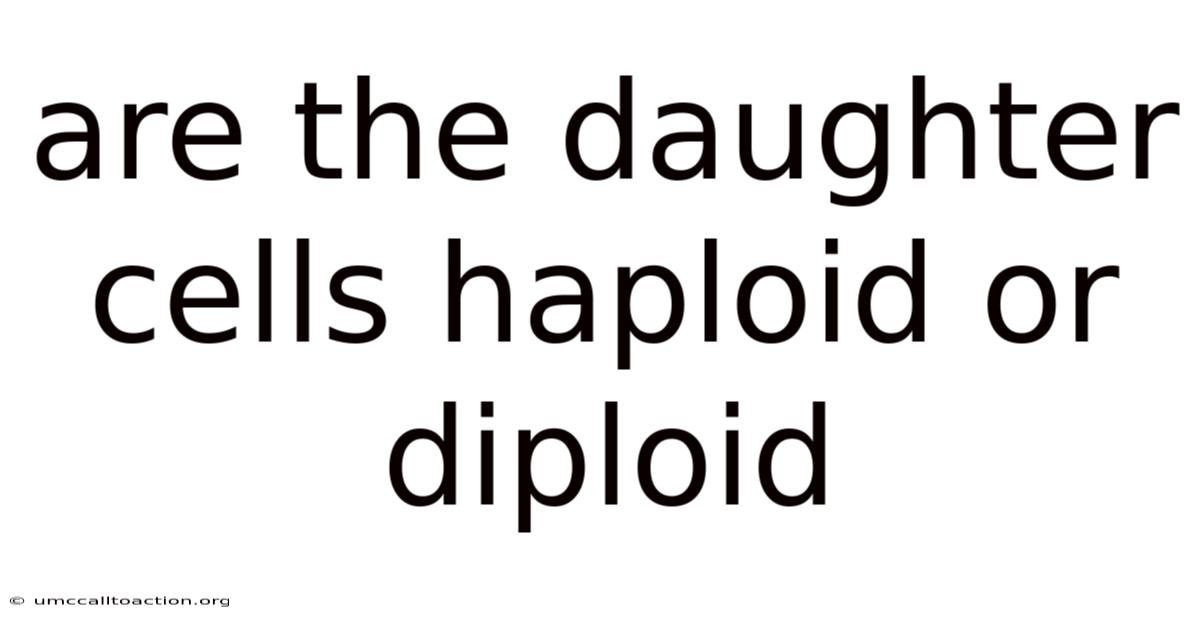 Are The Daughter Cells Haploid Or Diploid