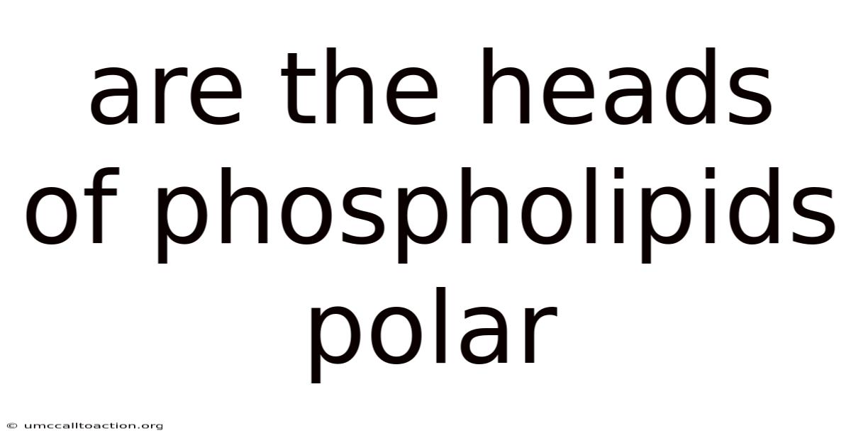 Are The Heads Of Phospholipids Polar