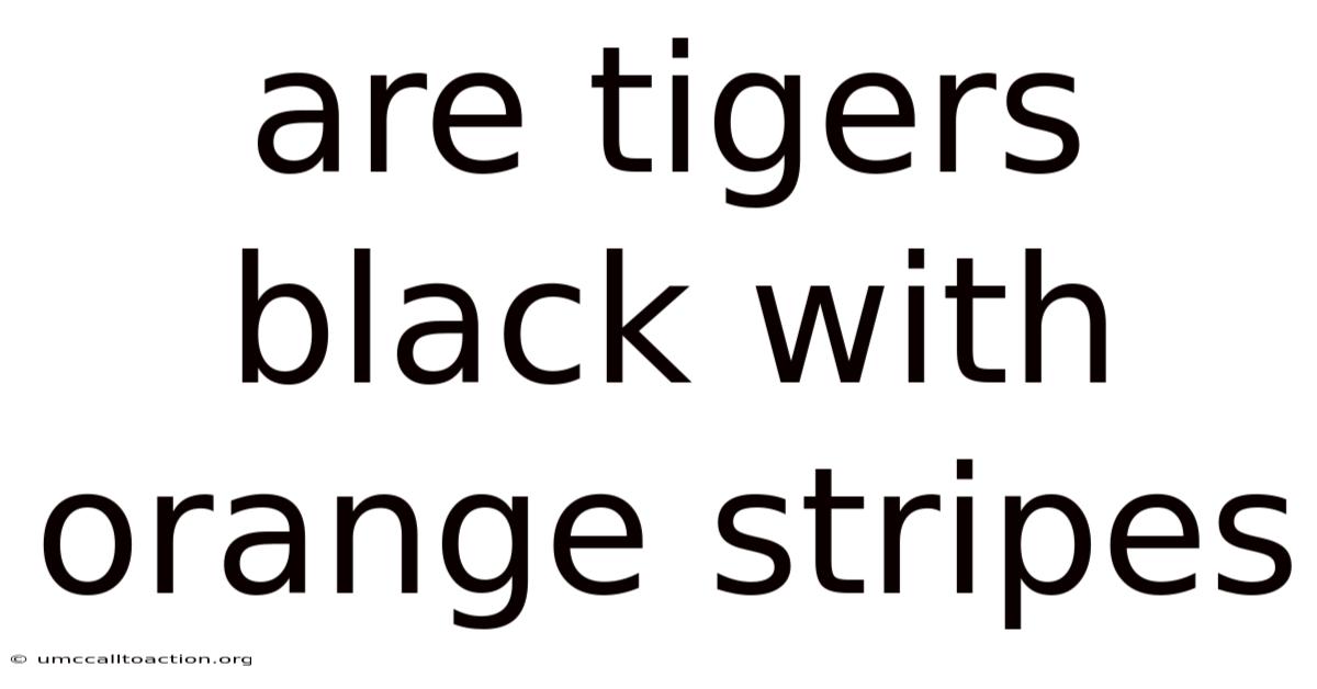 Are Tigers Black With Orange Stripes