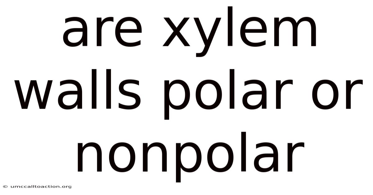 Are Xylem Walls Polar Or Nonpolar