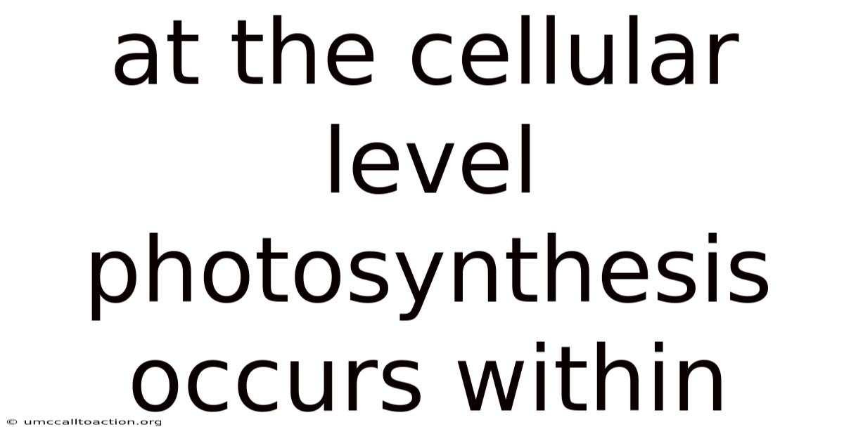 At The Cellular Level Photosynthesis Occurs Within