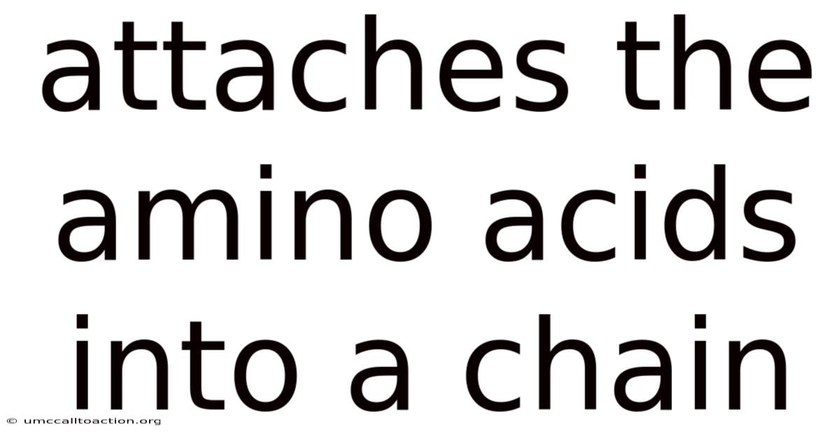 Attaches The Amino Acids Into A Chain