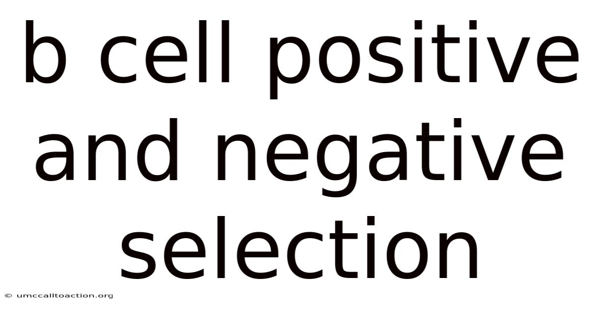 B Cell Positive And Negative Selection