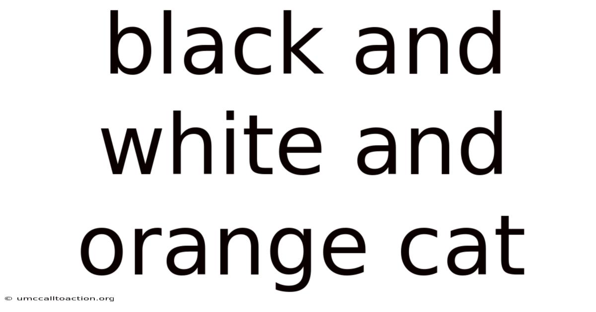 Black And White And Orange Cat