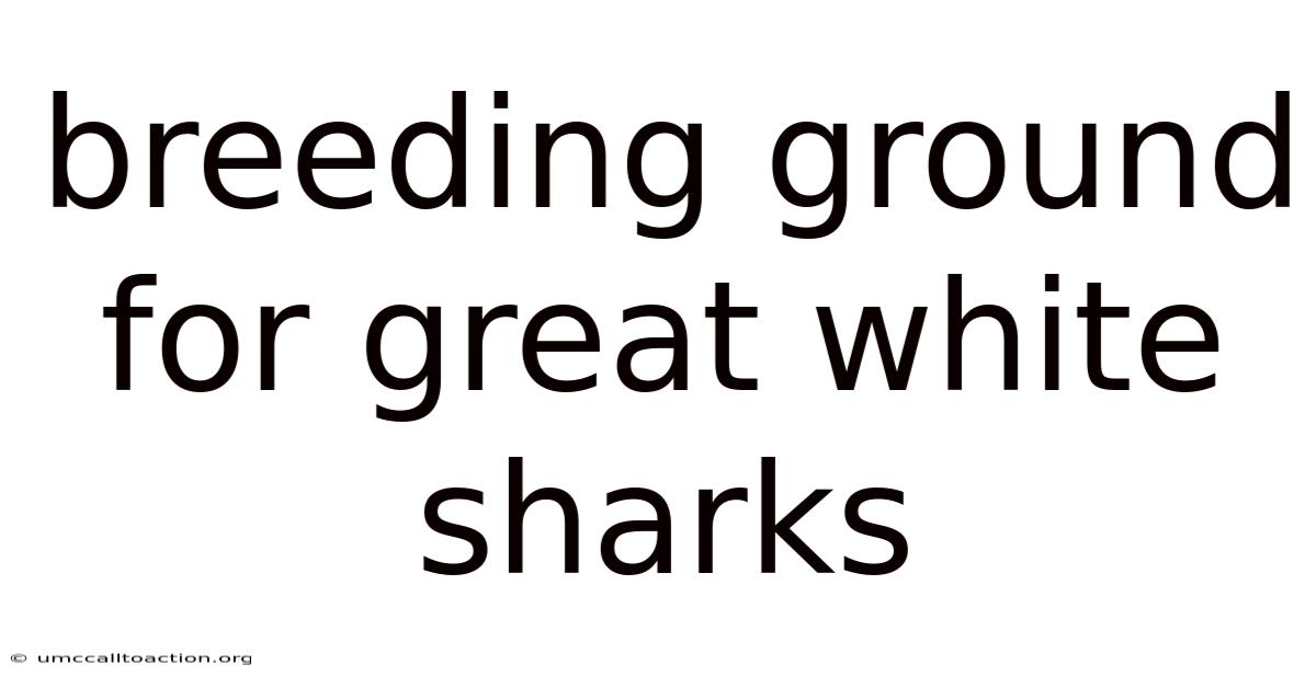 Breeding Ground For Great White Sharks