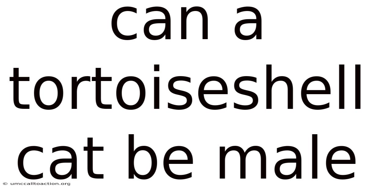 Can A Tortoiseshell Cat Be Male
