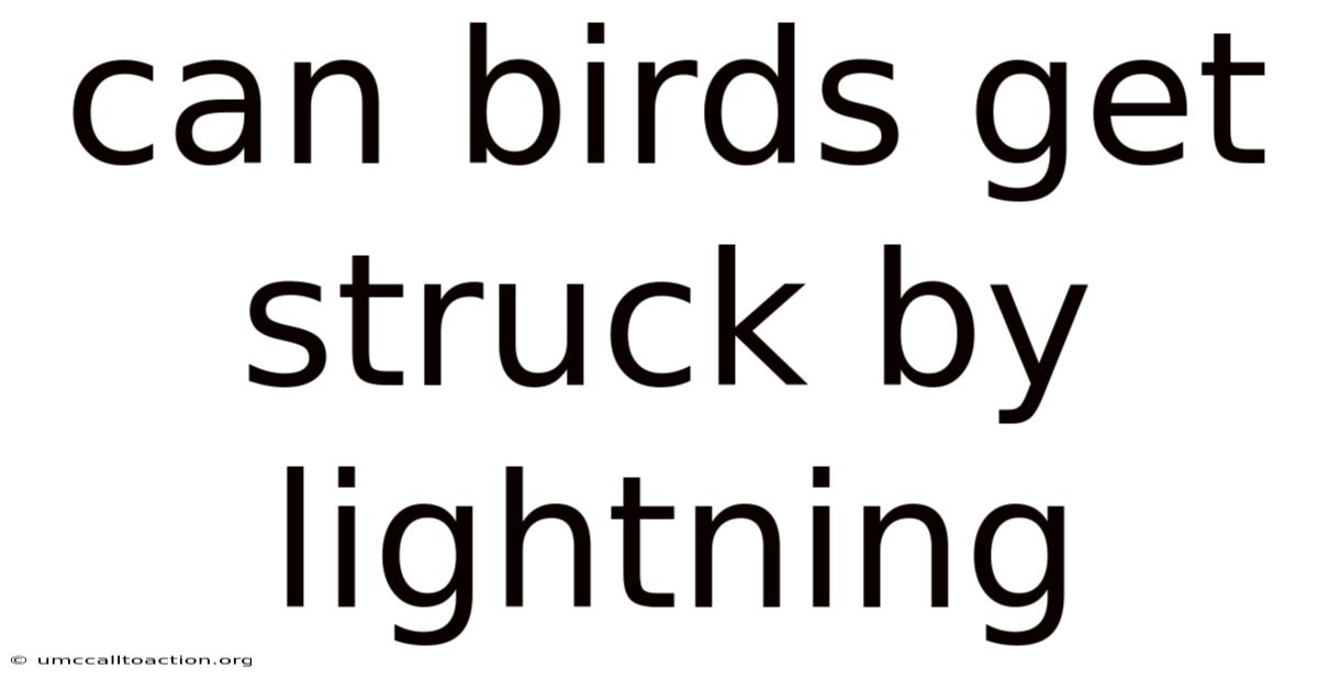 Can Birds Get Struck By Lightning