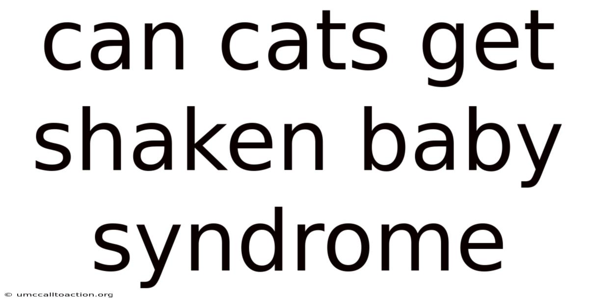 Can Cats Get Shaken Baby Syndrome