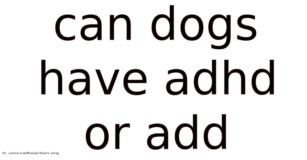 Can Dogs Have Adhd Or Add