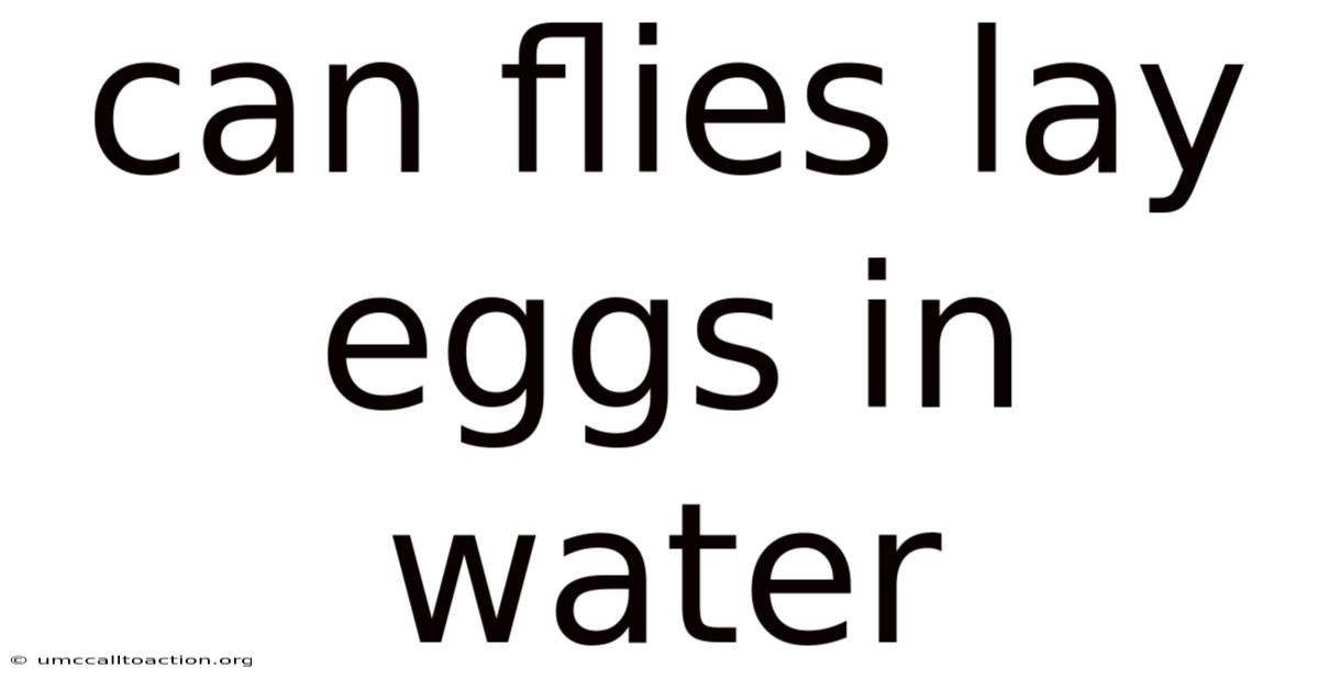 Can Flies Lay Eggs In Water