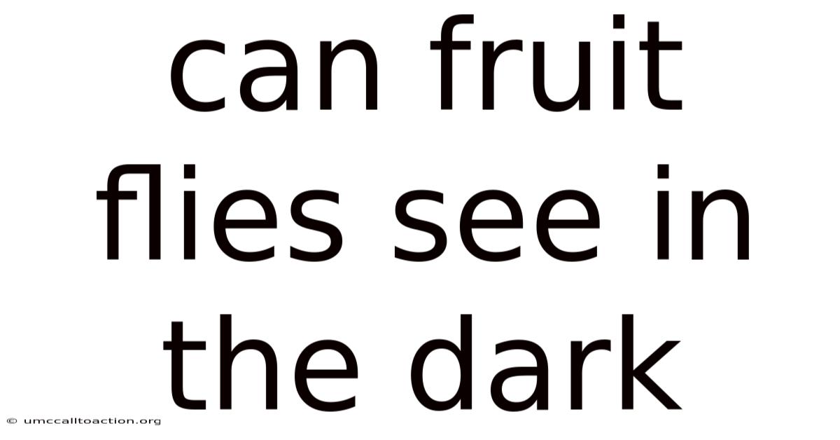 Can Fruit Flies See In The Dark
