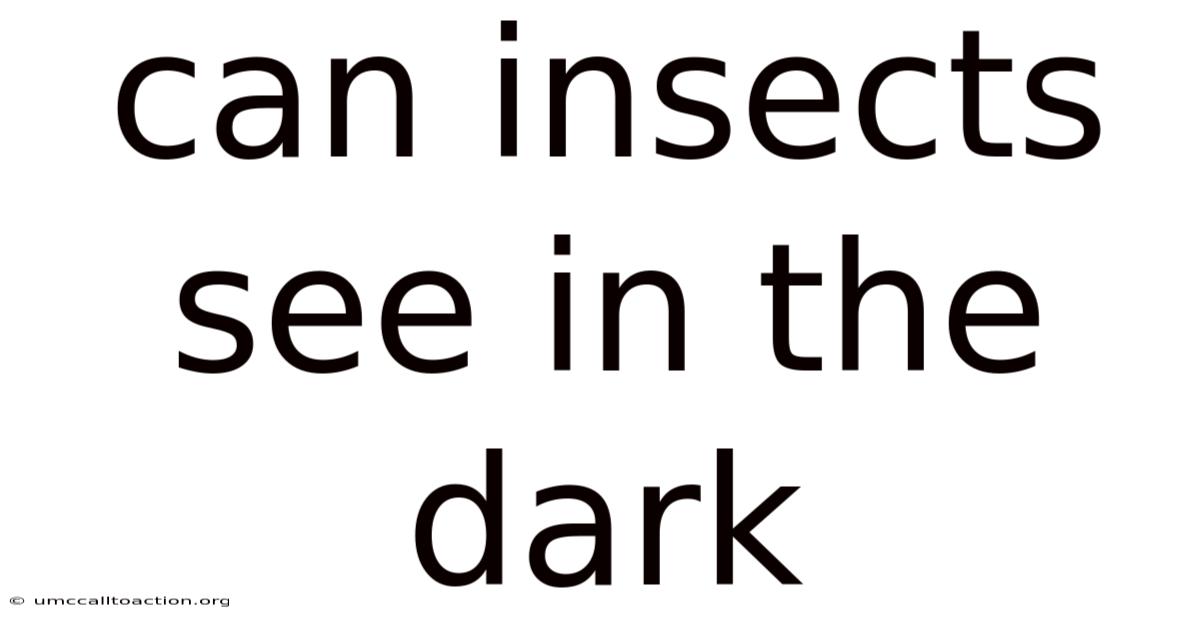 Can Insects See In The Dark