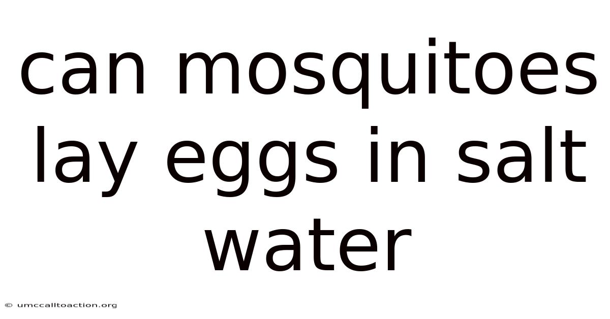 Can Mosquitoes Lay Eggs In Salt Water