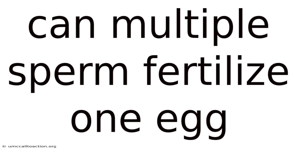 Can Multiple Sperm Fertilize One Egg