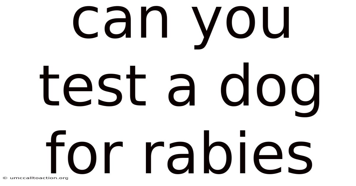 Can You Test A Dog For Rabies