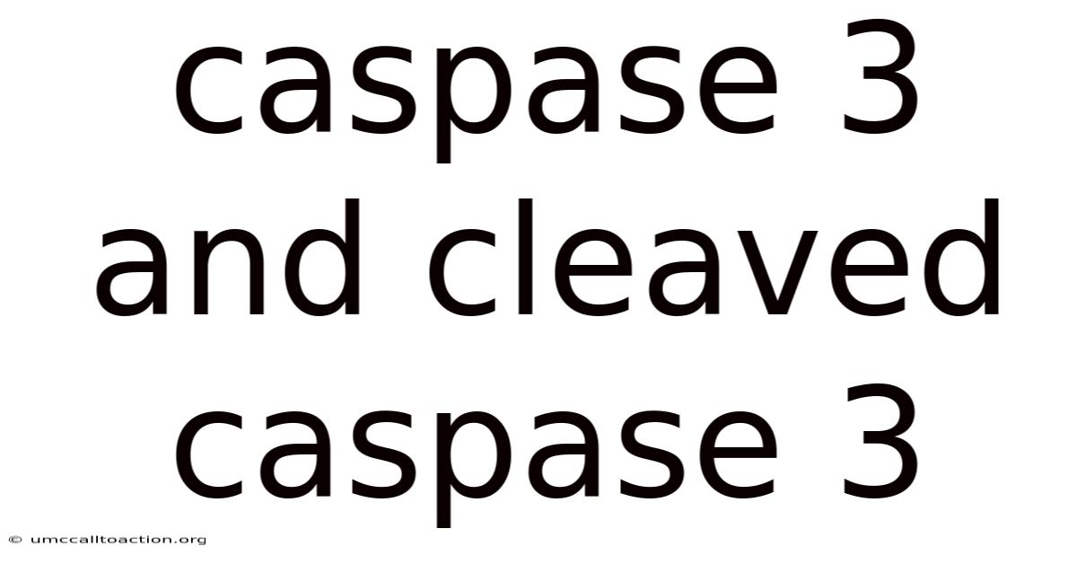 Caspase 3 And Cleaved Caspase 3