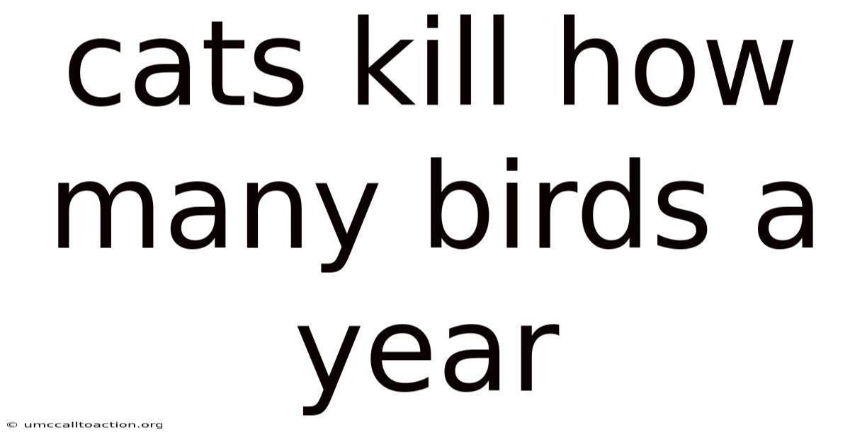 Cats Kill How Many Birds A Year