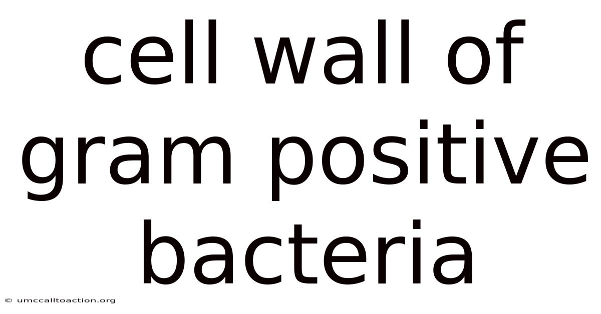 Cell Wall Of Gram Positive Bacteria