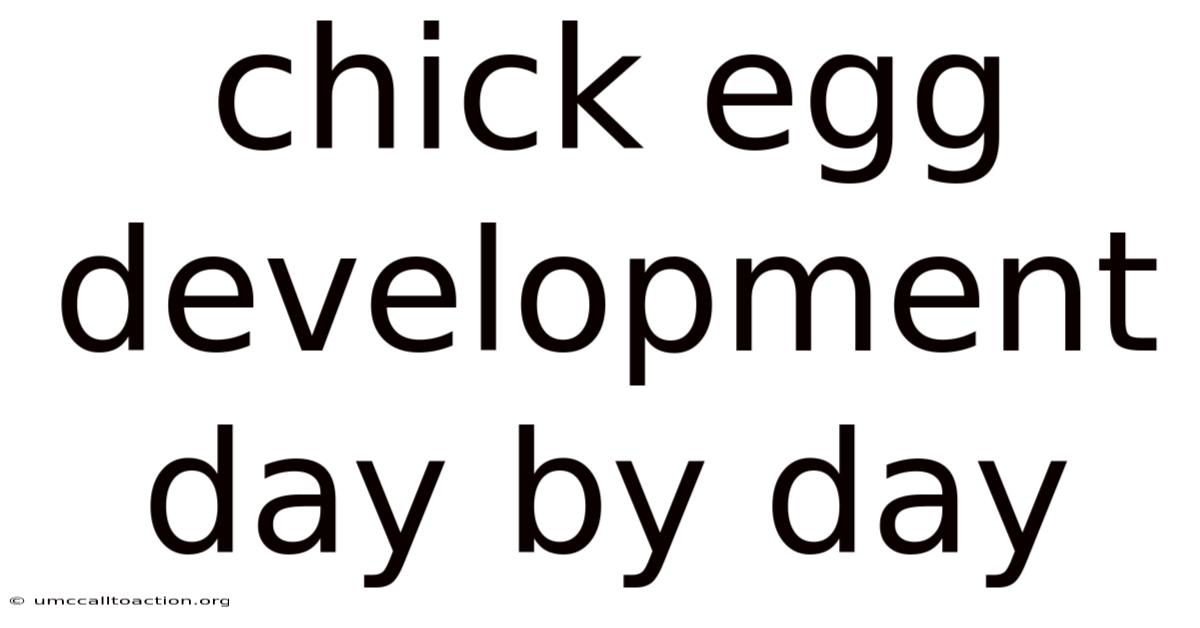 Chick Egg Development Day By Day