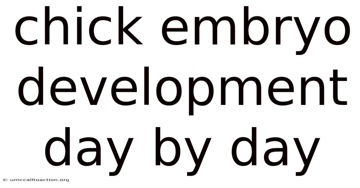 Chick Embryo Development Day By Day