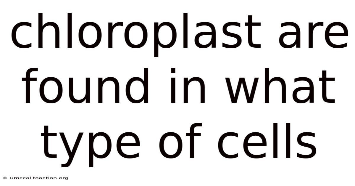 Chloroplast Are Found In What Type Of Cells